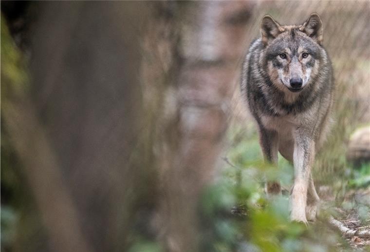 Ein Wolf läuft durch ein Freigehege in einem Wildpark. Experten beobachten seit Jahren die Entwicklung der Wolfspopulation , wobei vielfach nur «Durchzügler» beobachtet werden.