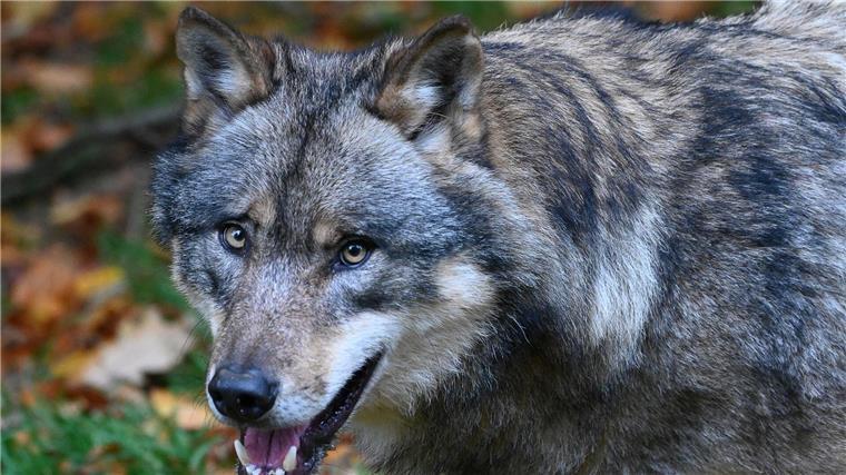 Ein Wolf läuft durch einen Wald.