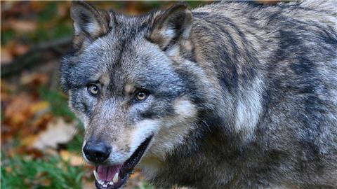 Ein Wolf läuft durch einen Wald.