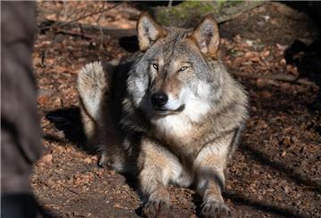 Ein Wolf liegt im Tierpark auf dem Waldboden. 