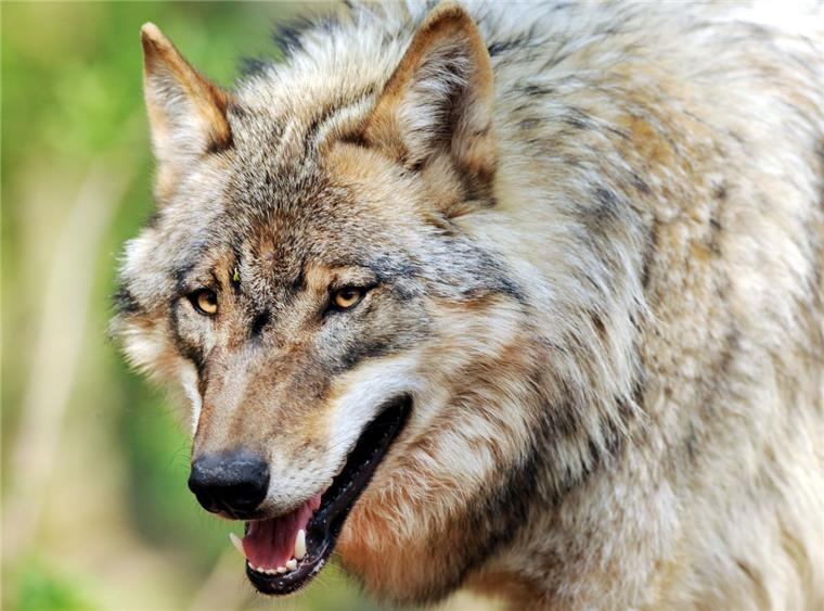 Ein Wolf soll in Lintig ein Schaf gerissen haben.