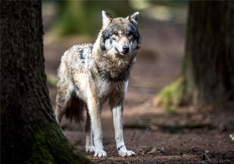 Mann in Steinfeld soll von Wolf gebissen worden sein Ein Wolf soll in Steinfeld einen Gemeindearbeiter am Handgelenk verletzt haben.