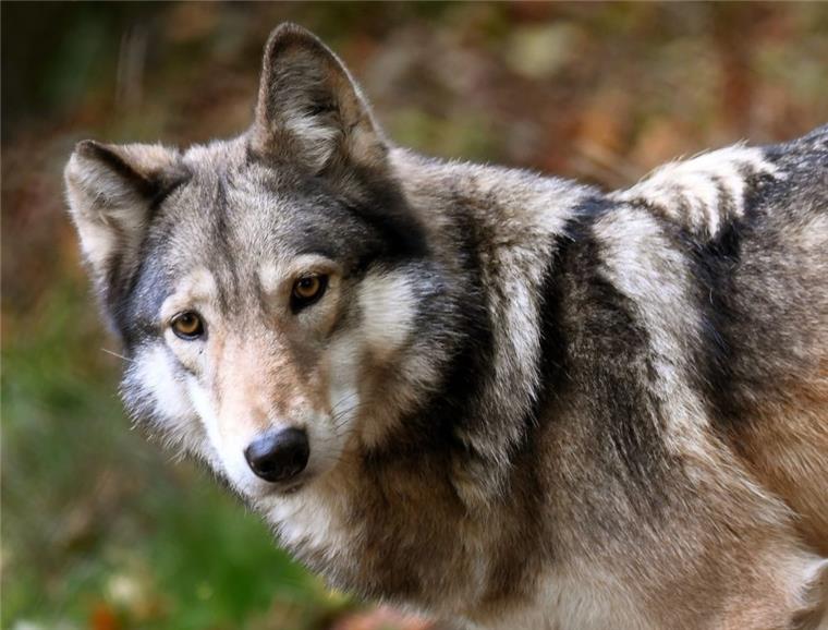Nach Attacke: Wolfsrudel im Kreis Rotenburg wird überwacht Ein Wolf soll in Steinfeld einen Mann gebissen haben.