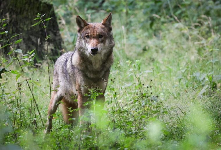 Ein Wolf im Dickicht des Waldes. 
