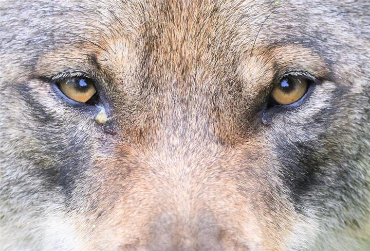 Es ist beschlossene Sache: Genehmigung für Wolf-Abschuss gilt weiterhin Ein Wolf steht im Gehege im Wisentgehege Springe.