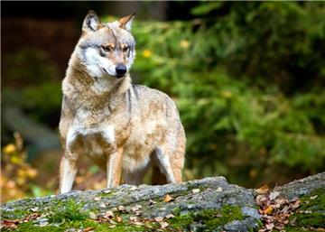 Ein Wolf steht im Tier-Freigelände im Nationalpark Bayerischer Wald.