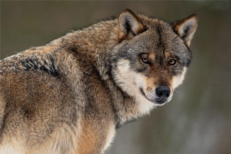 Ein Wolf steht in einem Gehege. 