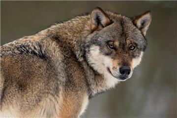 Ein Wolf steht in einem Gehege. 