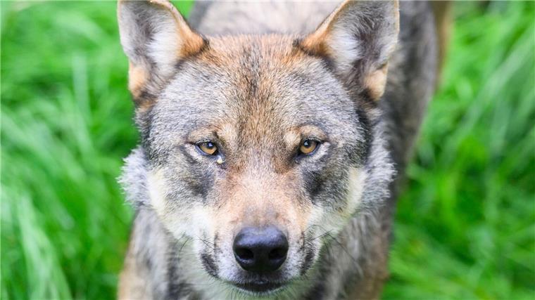 Ein Wolf steht in einem Gehege.