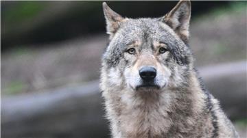 Ein Wolf wartet in seinem Gehege auf Futter.