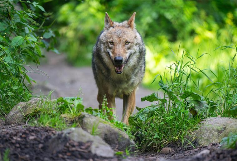 Wolf auf Norderney: So ist das Tier auf die Insel gelangt Ein Wolf läuft im Wildpark Lüneburger Heide durch sein Gehege.