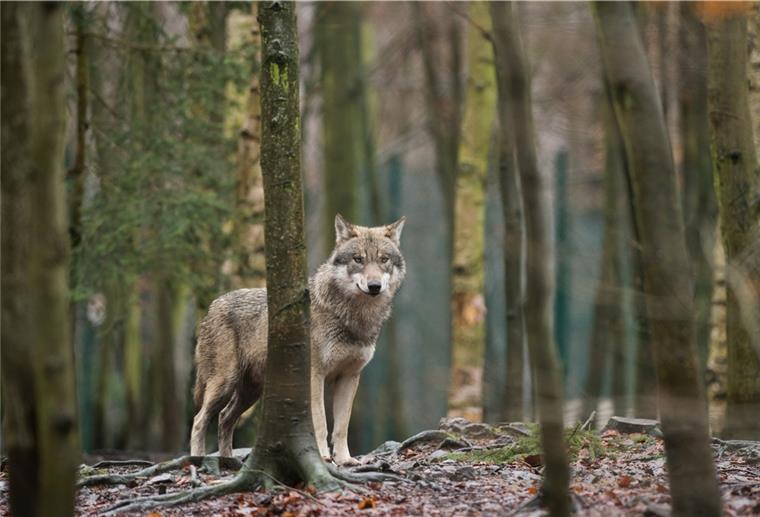 Wolf bei Breddorf angefahren und erschossen Ein Wolsfsrüde ist heute bei Breddorf von einem Auto angefahren worden. Er wurde im Anschluss erschossen.