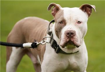 Ein XL-Bully-Hund namens Riz in Birmingham.