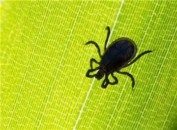 Ein Zeckenbiss sollte nicht verharmlost werden. Die Spinnentiere übertragen gefährliche Krankheiten. 