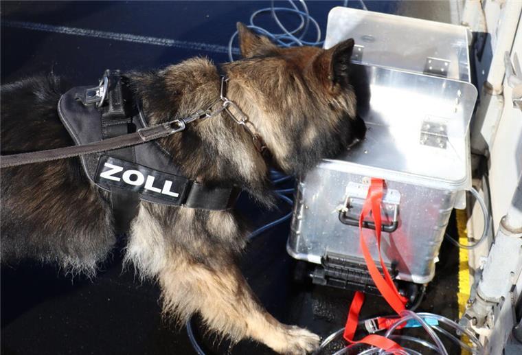 Zollhund zeigt Rauschgift im Container an
