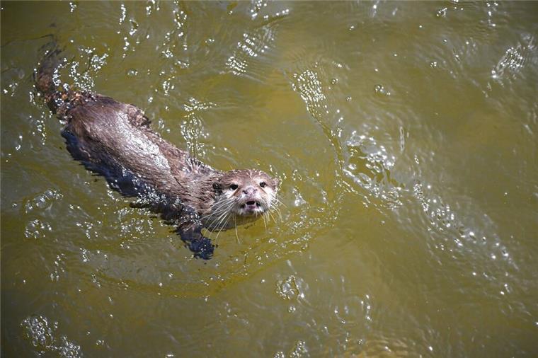 Abschied von Ares: Zoo am Meer verliert einen seiner ältesten Bewohner Ein Zwergotter schwimmt in einem Gehege.
