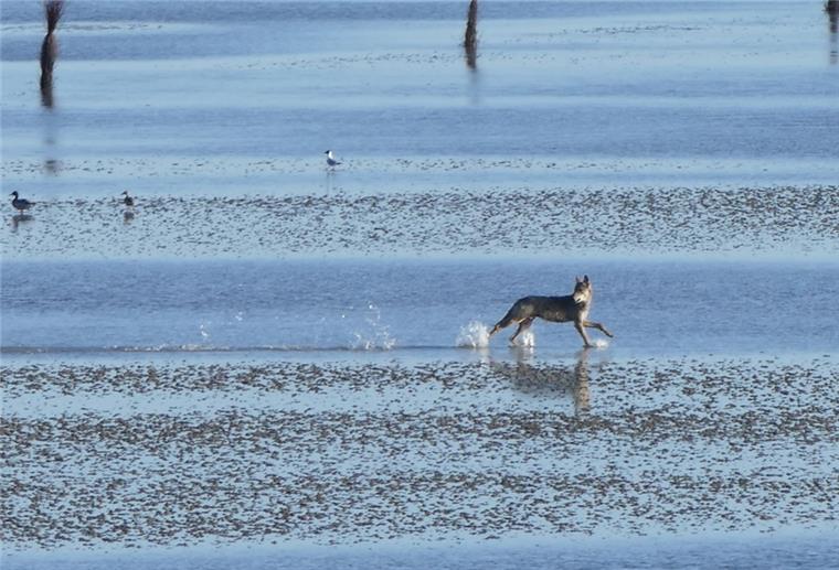 Nur ein Wolf, der am Strand entlangläuft Eindeutig ein männlicher Wolf, sagt Wolfsberater Hermann Kück zu den Fotos, die eine Urlauberin vor wenigen Tagen in Sahlenburg gemacht hat.