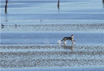 Eindeutig ein männlicher Wolf, sagt Wolfsberater Hermann Kück zu den Fotos, die eine Urlauberin vor wenigen Tagen in Sahlenburg gemacht hat.
