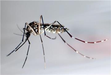 ARCHIV - 24.06.2010, Honduras, Tegucigalpa: Eine Ägyptische Tigermücke: Sie überträgt Krankheiten wie Dengue-Fieber, Gelbfieber und Zika-Fieber. Ein Vorort der philippinischen Hauptstadt Manila hat ein Kopfgeld auf Moskitos ausgesetzt. Der Gemeindevorstand von Addition Hills will damit die Ausbreitung des gefährlichen Dengue-Fiebers eindämmen. (zu dpa: «Philippinische Gemeinde setzt Kopfgeld auf Moskitos aus») Foto: Gustavo Amador/epa/dpa-tmn +++ dpa-Bildfunk +++