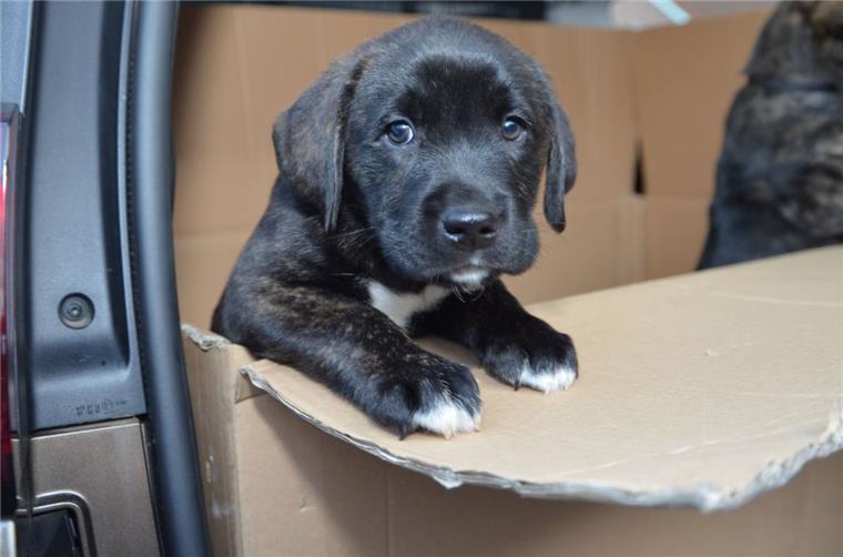 Anderlingen: Was machen 14 Hundewelpen im Kofferraum? Eine aufregende Autofahrt haben die Hundebabys aus Anderlingen hinter sich.