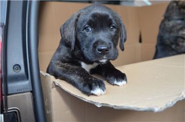 Eine aufregende Autofahrt haben die Hundebabys aus Anderlingen hinter sich. 