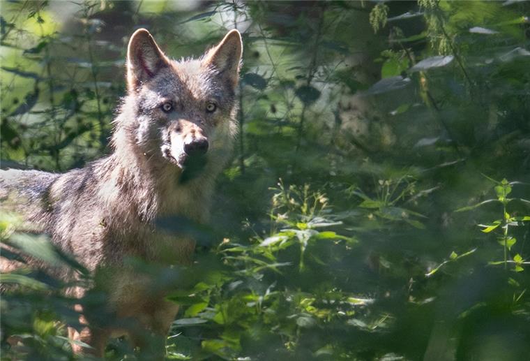 Bremervörde: Wolf läuft auf Straße und wird getötet Ein Wolf läuft durch sein Gehege in der Fasanerie.