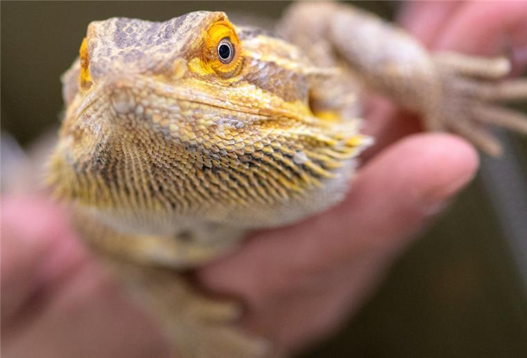Bartagame wird Heimtier des Jahres 2023 gelbe Bartagame