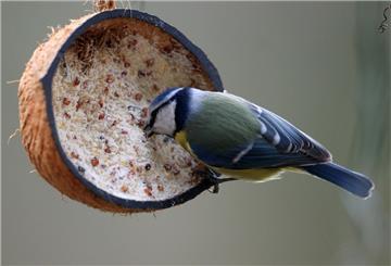Eine Blaumeise frisst aus einer selbst gemachten Vogelfutterbombe.