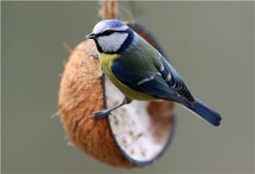 Blaumeise mit Futterquelle