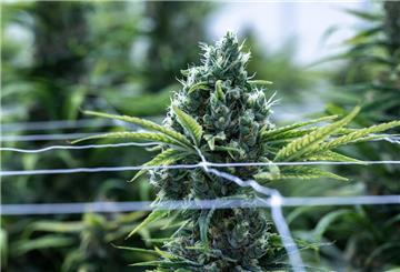 Eine blühende Cannabis-Pflanze. Ein 64-Jähriger hat in seinem Haus 200 dieser Pflanzen illegal angebaut.