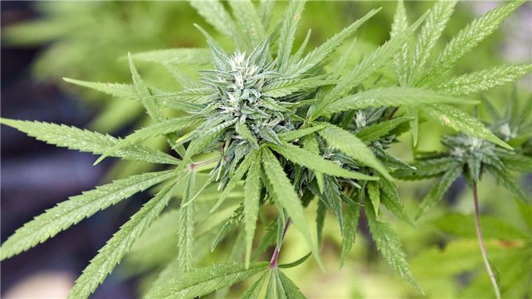 Legalisierung von Cannabis: Eltern sorgen sich um Kinder Eine Cannabispflanze, aufgenommen beim Erntefest des Cannabis Social Club Hamburg in einem Gewächshaus der Gärtnerei Jersbek.