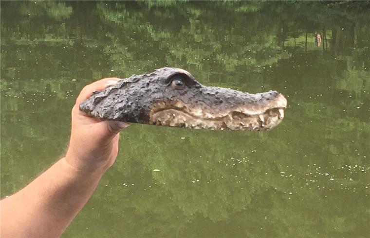 Diese Krokodil-Attrappe könnte im Museum landen Eine der beiden Krokodilkopf-Attrappen, die im Sommer am Bürgersee in Kirchheim unter Teck in Baden-Württemberg für Aufregung gesorgt haben.