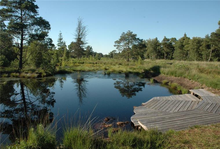 10.000 Kraniche im Moor - Tister Bauernmoor Tister Bauernmoor.