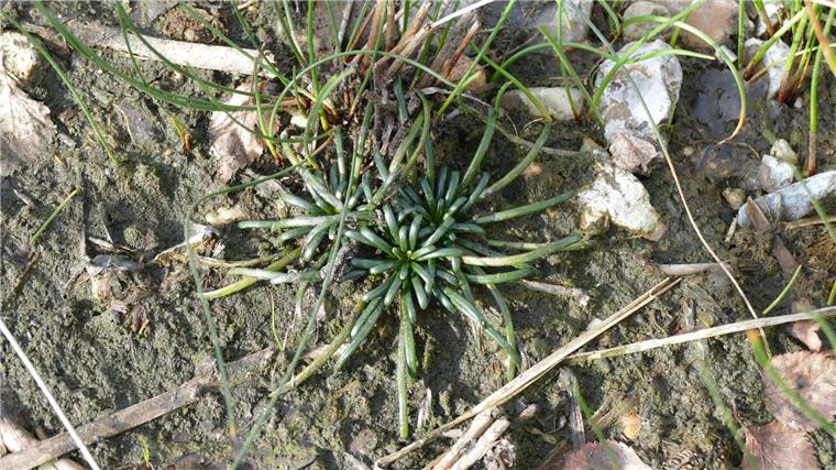 Am Silbersee in Wehdel tut sich einiges für den Naturschutz Lobelie am Silbersee in Wehdel