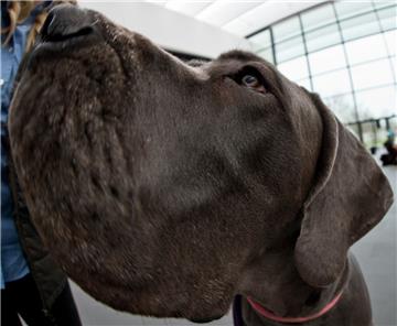 Eine Dogge (Symbolfoto) wurde in Ottersberg (Landkreis Verden) entwendet.