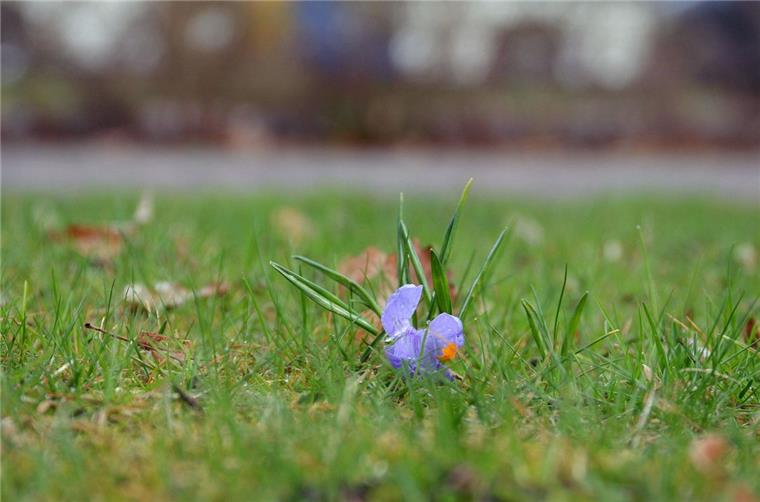 "Tarmstedt blüht auf": Gemeinde macht Pläne für mehr Natur und Farbenfreude Eine einsame Krokus-Blüte gedeiht auf einer Rasenfläche an der Hauptstraße in Tarmstedt. Ein Arbeitskreis des Gemeinderates will dafür sorgen, dass es schon bald deutlich bunter aussieht im Ort.