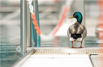 Eine Ente ist in Ritterhude mit einem Pfeil getötet worden.