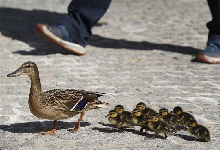 Eine Entenfamilie watschelt durch die Stadt