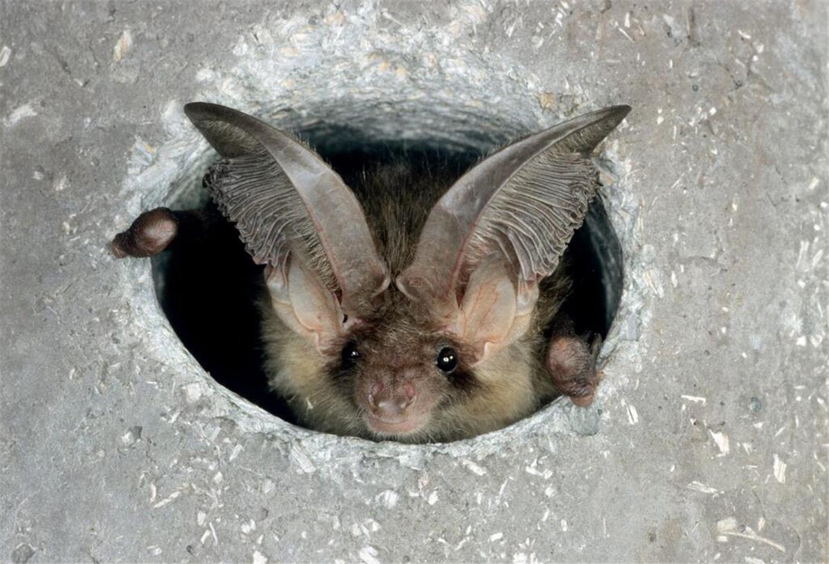 Die Fledermaus braucht Schutz - Viele Aktionen in der Batnight Eine Fledermaus Braunes Langohr ist in einem Einflugloch zu sehen.