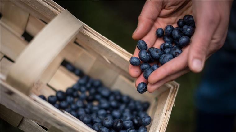 Ernte von Beeren im Freiland in Niedersachsen beginnt Eine Frau erntet Heidelbeeren auf einem Feld.