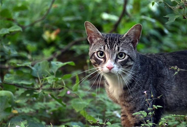 Unfassbar schrecklicher Fund in Nordenham: Zahlreiche Tote Katzen in Graben versenkt Eine Frau fand in Nordenham gleich mehrere tote Katzen in einem Graben.