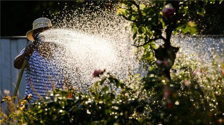 Bewässerung jetzt auch in Region Hannover eingeschränkt Eine Frau gießt mit Wasser aus einer Grundwasserpumpe ein Blumenbeet.