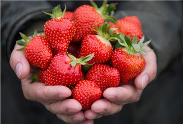 Eine Frau hält auf einem Erdbeer-Betrieb zwei Hände voll Erdbeeren.