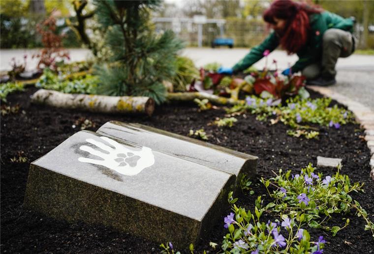 Eine Friedhofsgärtnerin arbeitet auf dem Friedhofsgelände an einem Grabfeld für Menschen und Tiere.