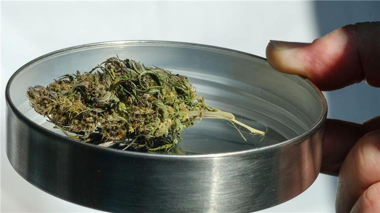 Stelle für Suchtfragen: Cannabis-Gesetz löst nicht Probleme Eine getrocknete Hanfknospe liegt auf der International Cannabis Business Conference ICBC am Messestand eines Ausstellers.