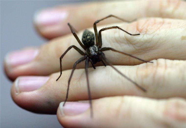 Was ihr noch nicht über Spinnen wusstet Eine Große Winkelspinne, Spinne des Jahres 2008, sitzt auf einer Hand.