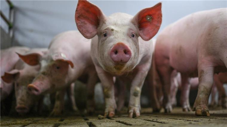 Hohe Kosten machen Schweinehaltern Sorgen Eine Gruppe von Schweinen im Mastbetrieb in einem Stall mit Vollspaltenböden.