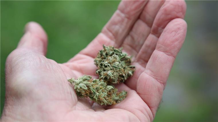 Cannabis-Streit: Land will sich im Bundesrat enthalten Eine Hand hält getrocknete Cannabis-Blüten.