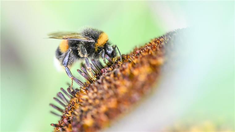 Eine Hummel ist auf der Blüte einer Sonnenblume zu sehen.
