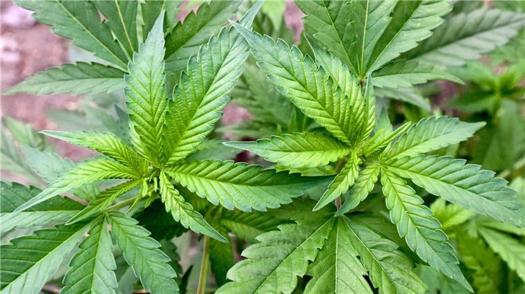 Erhebliche Bedenken gegen Gesetz zur Cannabis-Legalisierung Eine illegale Hanf-Plantage, entdeckt bei einer Drogenrazzia auf einem privaten Gelände.